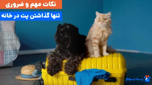 چکلیست تنها گذاشتن پت در خانه برای رفتن به سفر (راهنمای قدمبهقدم)