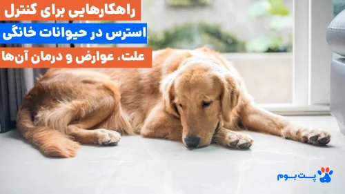 راهنمای دامپزشکی برای استرس حیوانات خانگی + علائم و راه درمان