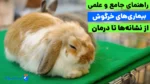 راهنمای جامع بیماری های خرگوش؛ از تشخیص علائم تا پیشگیری از بیماری های مشترک با انسان