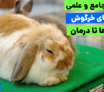 نشانه های بیماری خرگوش شامل بی‌حالی، کاهش اشتها و تغییر در فضله است که باید سریعاً جدی گرفته شوند. در این مقاله با انواع بیماری های خرگوش از جمله مشکلات گوارشی و بیماری‌های مشترک خرگوش و انسان آشنا می‌شوید تا سلامت خود و پت دلبندتان را تضمین کنید.