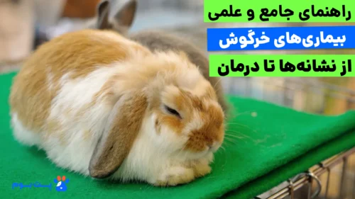 نشانه های بیماری خرگوش شامل بی‌حالی، کاهش اشتها و تغییر در فضله است که باید سریعاً جدی گرفته شوند. در این مقاله با انواع بیماری های خرگوش از جمله مشکلات گوارشی و بیماری‌های مشترک خرگوش و انسان آشنا می‌شوید تا سلامت خود و پت دلبندتان را تضمین کنید.