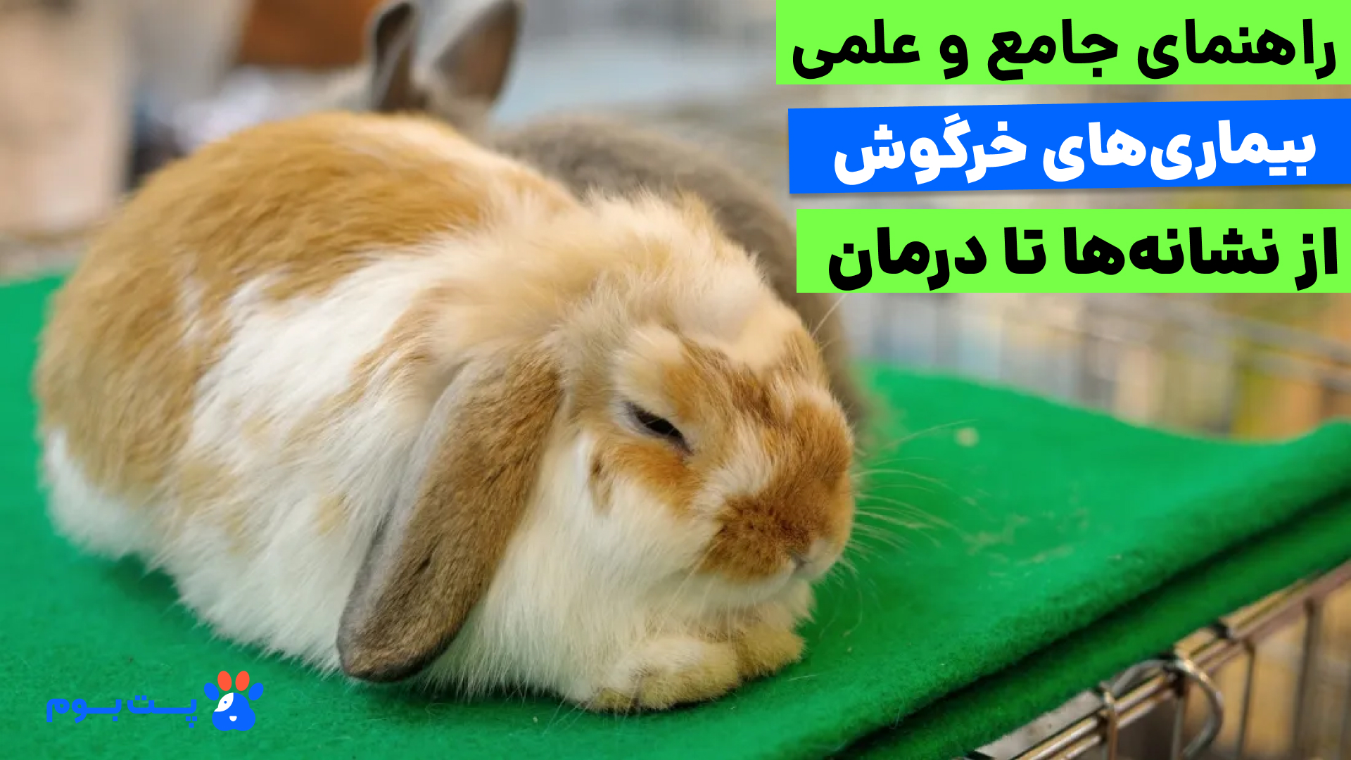 نشانه های بیماری خرگوش شامل بی‌حالی، کاهش اشتها و تغییر در فضله است که باید سریعاً جدی گرفته شوند. در این مقاله با انواع بیماری های خرگوش از جمله مشکلات گوارشی و بیماری‌های مشترک خرگوش و انسان آشنا می‌شوید تا سلامت خود و پت دلبندتان را تضمین کنید.