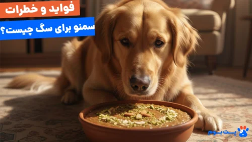 بررسی خطرات و فواید مصرف سمنو برای سگ و واکنش سگ به شیرینی‌های سنتی ایرانی.