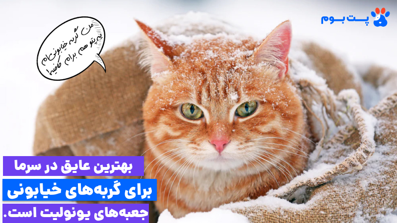 نگهداری از گربه در سرما