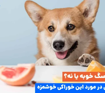 نارنگی برای سگ مفید است. اما فقط در مقدار کم و به‌صورت تشویقی می‌توان به آن‌ها این میوه را داد.