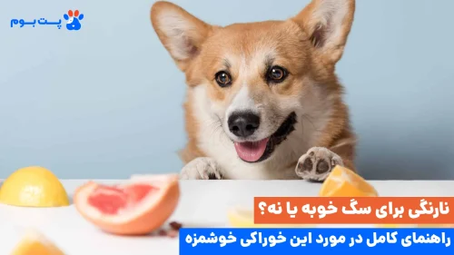 نارنگی برای سگ مفید است. اما فقط در مقدار کم و به‌صورت تشویقی می‌توان به آن‌ها این میوه را داد.