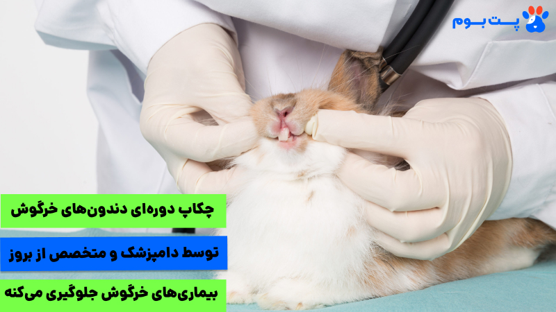 انواع بیماری های خرگوش