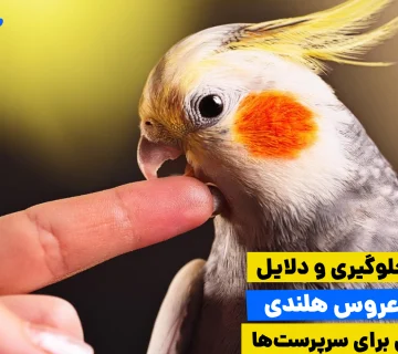 وقتی عروس هلندی تاجش رو کاملاً می‌خوابونه و نوکش رو باز می‌کنه، داره بهتون هشدار می‌ده! شناخت این علت گاز گرفتن عروس هلندی اولین قدم برای رفاقت دوباره‌ست.