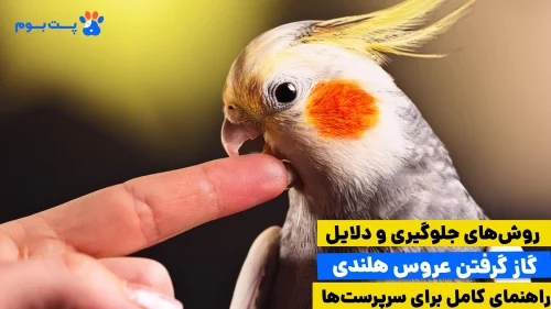 دلیل گاز گرفتن عروس هلندی چیه؟ آشنایی با راه درمان، جلوگیری و اصلاح رفتار