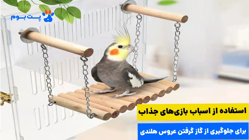 گاز گرفتن عروس هلندی