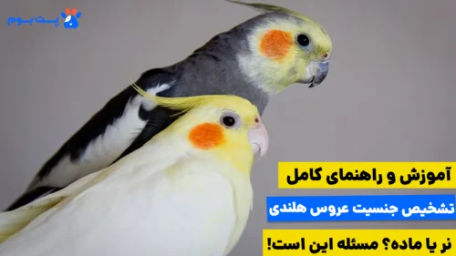 تفاوت عروس هلندی نر و ماده در نژادها یه این شکل است که نرها صورت زرد درخشان و ماده‌ها صورتی متمایل به خاکستری دارند.