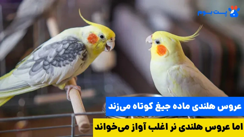 تفاوت عروس هلندی نر و ماده