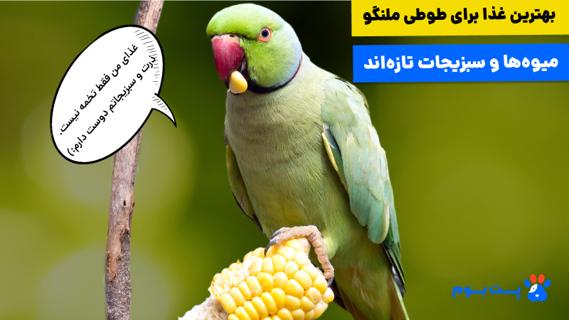 غذای طوطی ملنگو