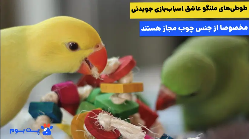 نگهداری از طوطی ملنگو