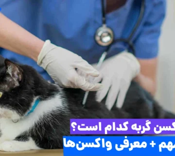 معاینه گربه توسط دامپزشک برای تزریق بهترین واکسن برای گربه