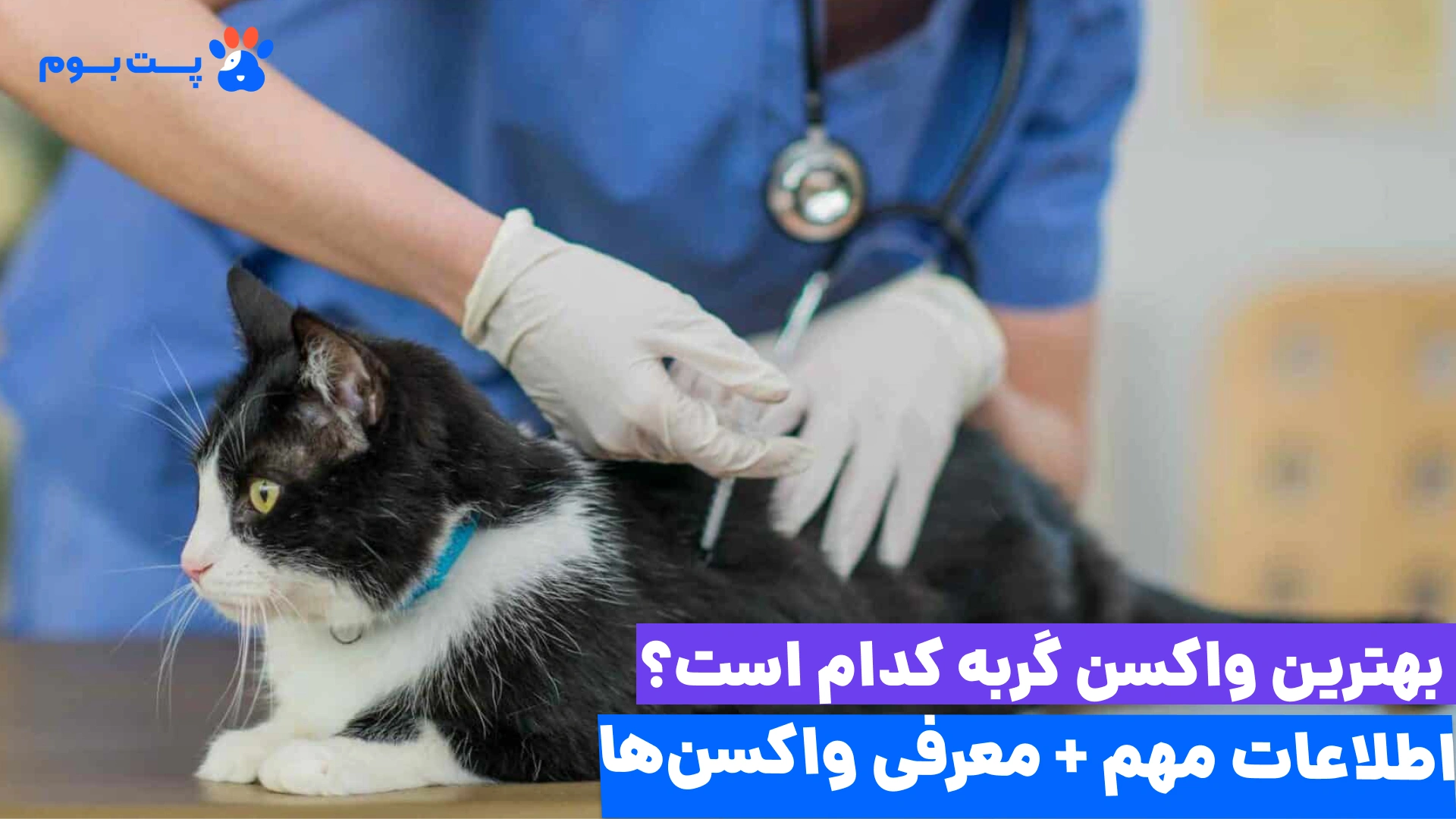 معاینه گربه توسط دامپزشک برای تزریق بهترین واکسن برای گربه