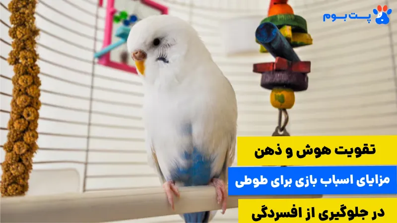 بهترین اسباب بازی برای طوطی