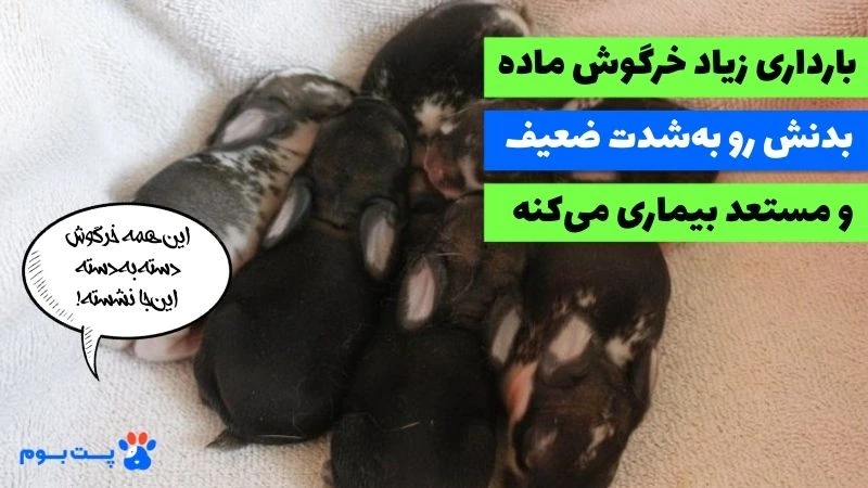 تولید مثل خرگوش ها