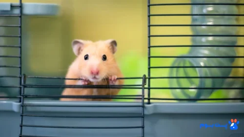 راهنمای دقیق خرید قفس همستر + نقد و بررسی قیمت‌ها