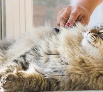 تشخیص شوره گربه لای موهای تیره و بررسی علائم خشکی پوست برای شروع مراحل درمان شوره بدن گربه است.