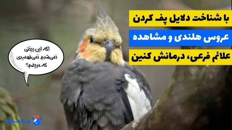 چرا عروس هلندی پف میکند و میخوابد