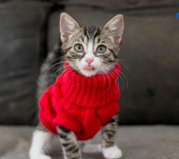 پوشاندن لباس به حیوانات خانگی برای نژادهایی از سگ و گربه، در زمستان یک انتخاب نیست، بلکه برای از سرماخوردگی و هایپوترمی ضروریه.