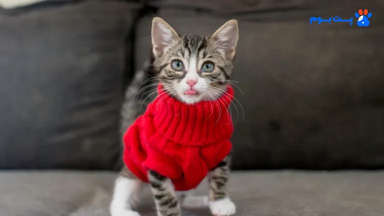 نکات مهم انتخاب، مزایا و نحوه پوشاندن لباس به حیوانات خانگی