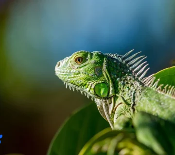 رای فراهم کردن شرایط نگهداری ایگوانا خانگی، شبیه‌سازی دقیق نور خورشید استوایی با لامپ‌های مخصوص، حیاتی‌ترین بخش کاره.