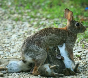 تولید مثل خرگوش