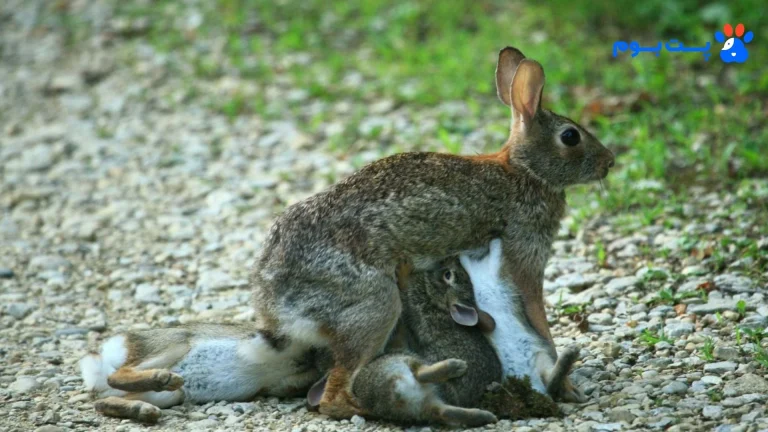 تولید مثل خرگوش : راهنمای کامل از جفت‌گیری تا مراقبت از بچه‌ها
