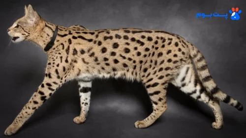 معرفی نژاد گربه ساوانا؛ راهنمای نگهداری، تغذیه و رفتار این گربه نیمه‌وحشی زیبا