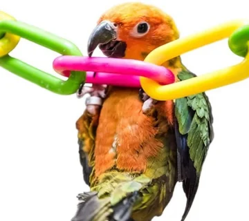 طوطی‌ها عاشق جویدن هستن! انتخاب بهترین اسباب بازی برای طوطی ها باید بر اساس غریزه اون‌ها برای خرد کردن اشیاء باشه تا انرژی‌شون درست تخلیه بشه.