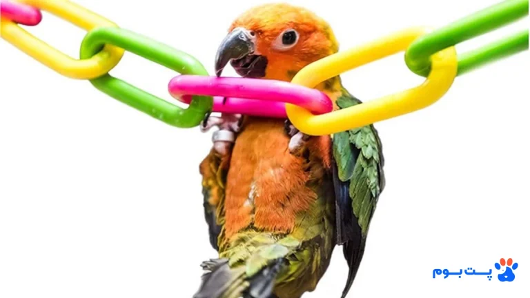 بهترین اسباب بازی برای طوطی ها (خطرات و مزایا)؛ چطور رفیق باهوشمان را سرگرم کنیم؟