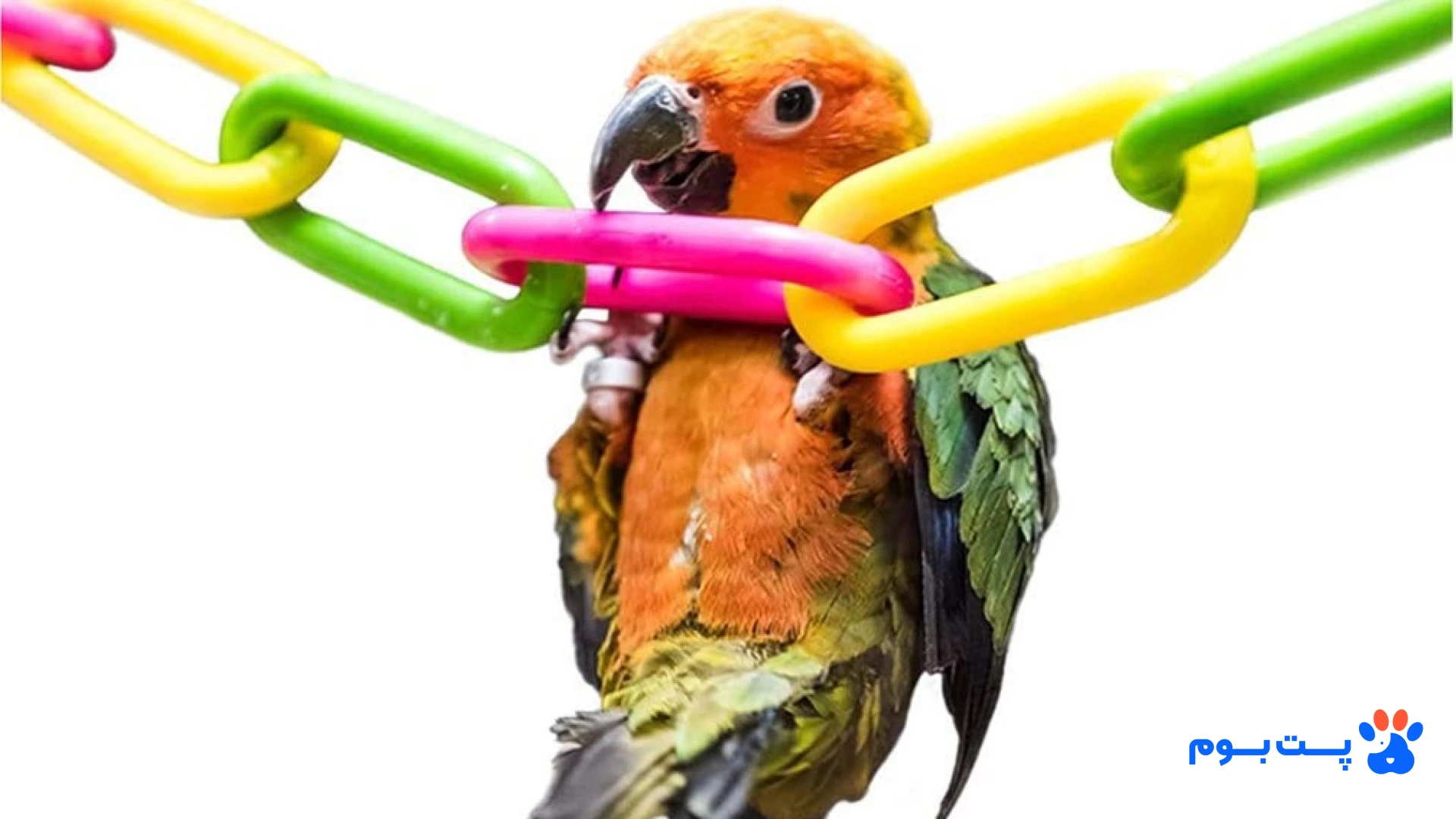 طوطی‌ها عاشق جویدن هستن! انتخاب بهترین اسباب بازی برای طوطی ها باید بر اساس غریزه اون‌ها برای خرد کردن اشیاء باشه تا انرژی‌شون درست تخلیه بشه.