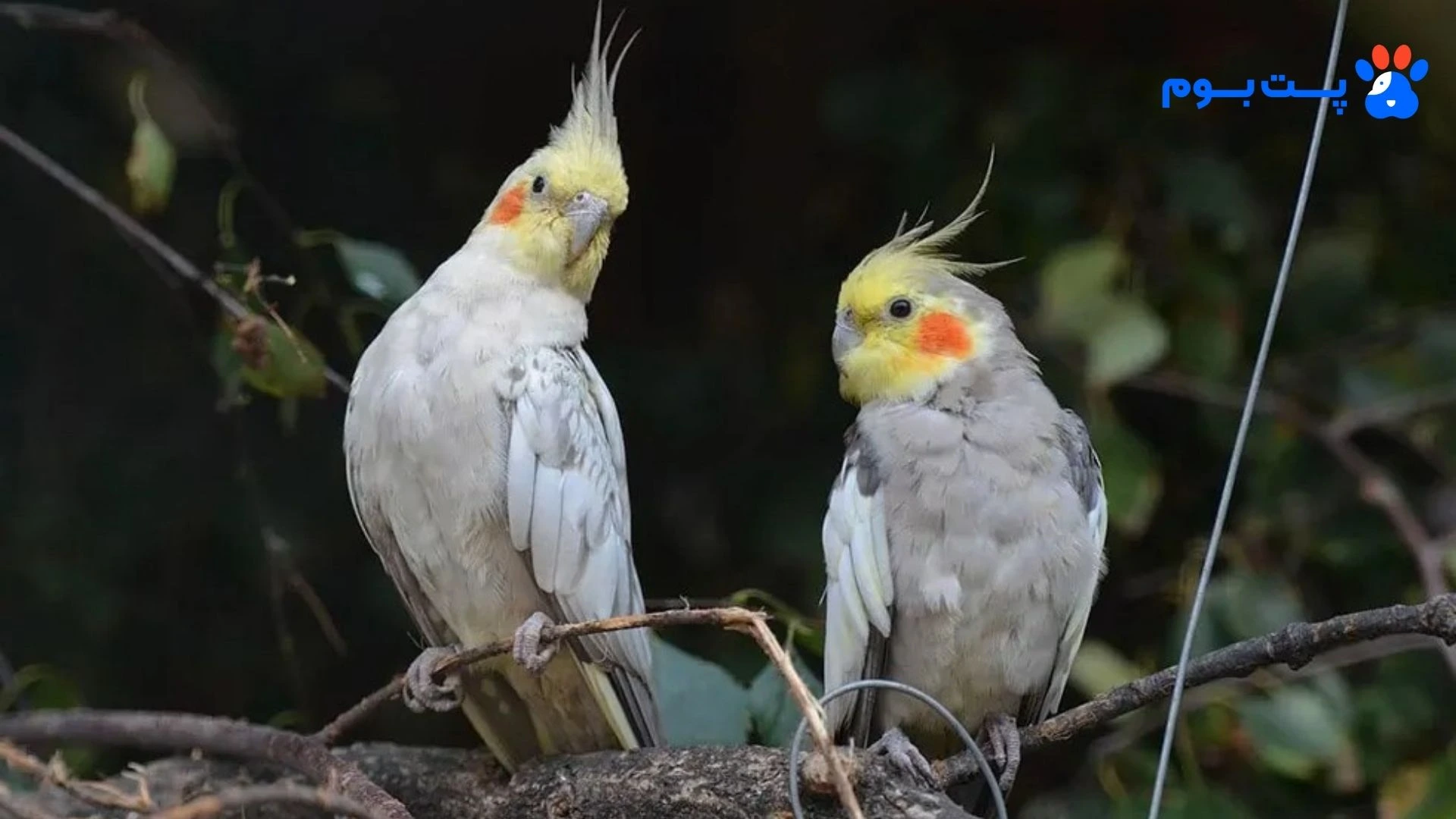 علت پف کردن عروس هلندی