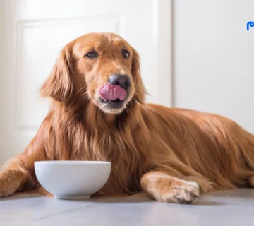 کشک برای سگ