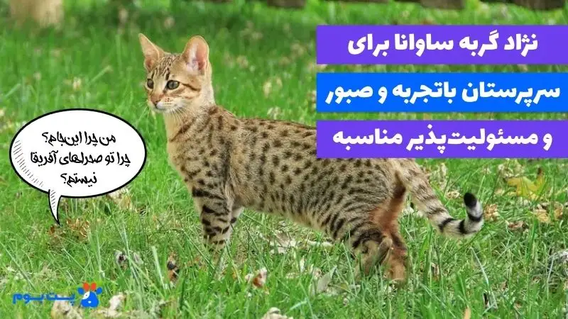 نگهداری گربه ساوانا