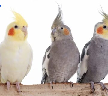 شناخت نژادهای مختلف عروس هلندی اولین قدم برای تبدیل شدن به یک سرپرست حرفه‌ایه!