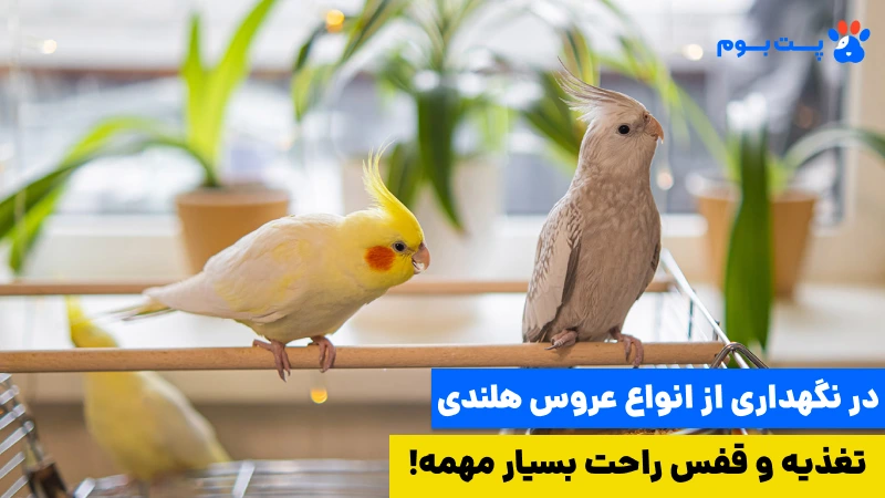 نژادهای مختلف عروس هلندی