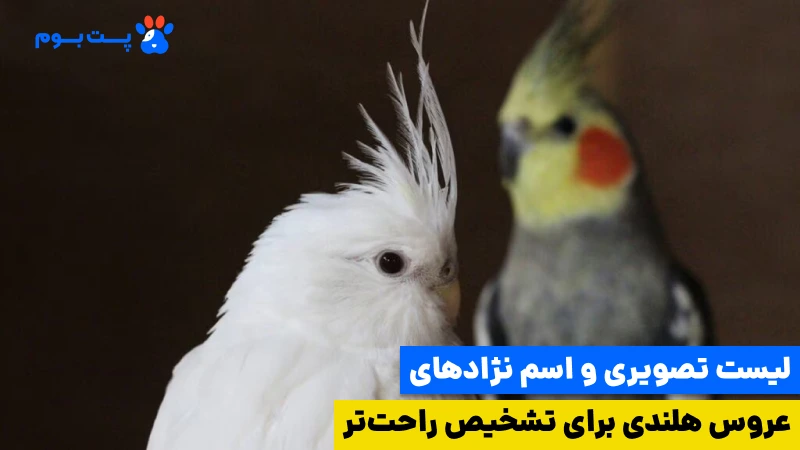 نژادهای مختلف عروس هلندی