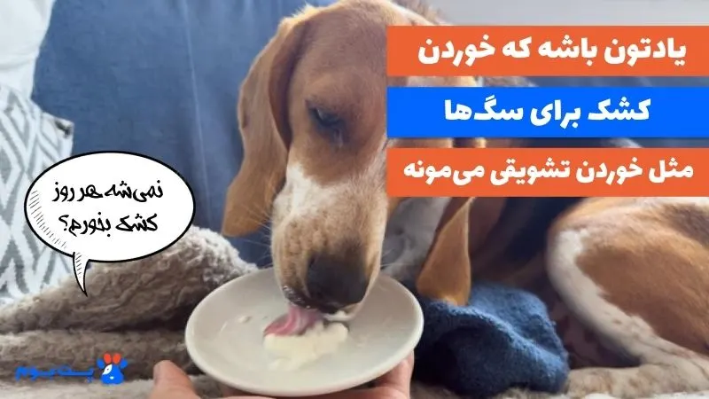 فواید کشک برای سگ زیاده اما همه سگها نباید به یک میزان کشک بخورن.