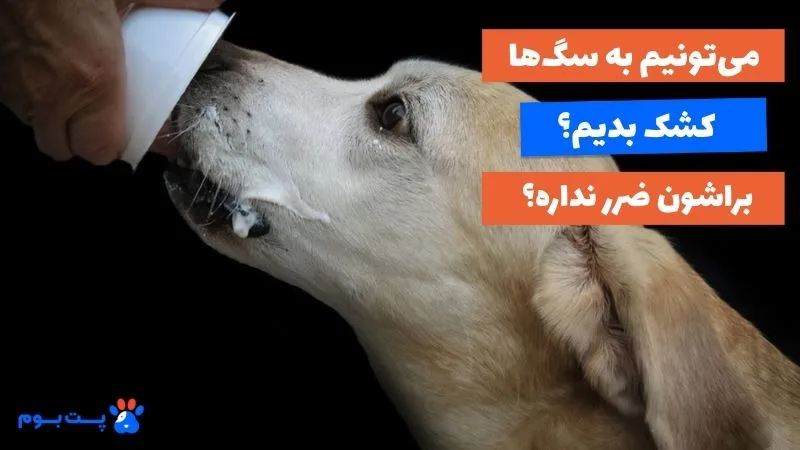 دادن کشک به سگ ضروری نیست ولی بد هم نیست.