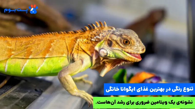 هزینه نگهداری ایگوانا خانگی