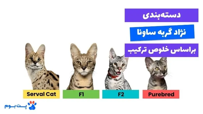 نژاد گربه ساوانا