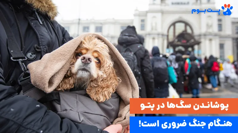 برای مراقبت از سگ در جنگ اگر مجبور به تخلیه شدین، سگ رو بدون باکس یا قلاده رها نکنین و در پتو بپیچید.