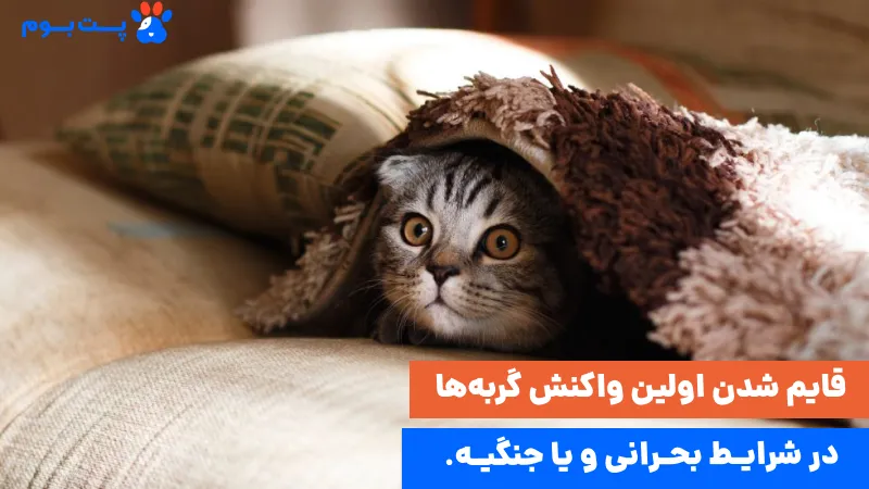 قایم شدن پت از نشانههای ترس در گربه و تلاش برای کاهش اضطراب حیوانات در جنگ است.