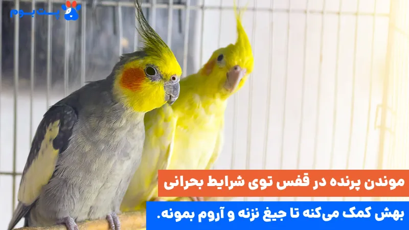 مقابله با استرس پت در شرایط بحرانی