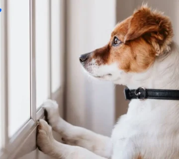 نکات مهم مقاله با استرس پت در شرایط بحرانی که باید بدونین!