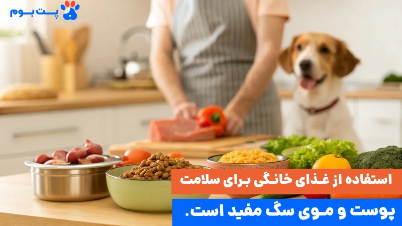 غذای خانگی سگ