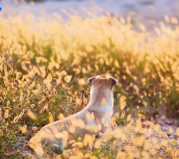 شاید این گیاه ساده به نظر برسه، اما خطرات گیاه جو موشی می‌تونه باعث جراحی‌های پیچیده برای پت شما بشه!